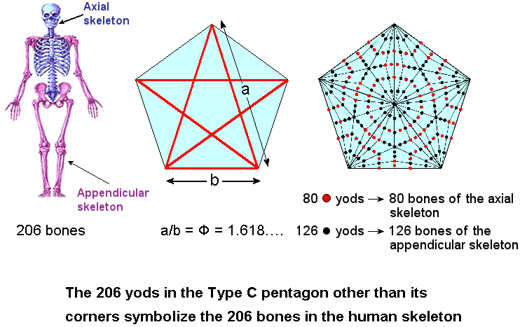 206 yods in Type C pentagon symbolize the 206 bones in the human skeleton