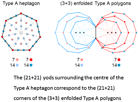 (21+21) yods in TYpe A heptagon correspond to (21+21) corners of (3+3) enfolded polygons