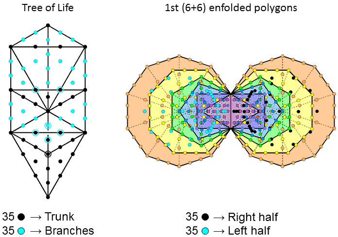 35:35 divisions in Tree of Life and 1st (6+6) enfolded polygons