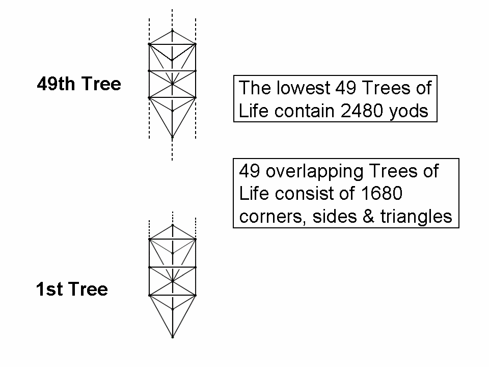 49-tree embodies 2480