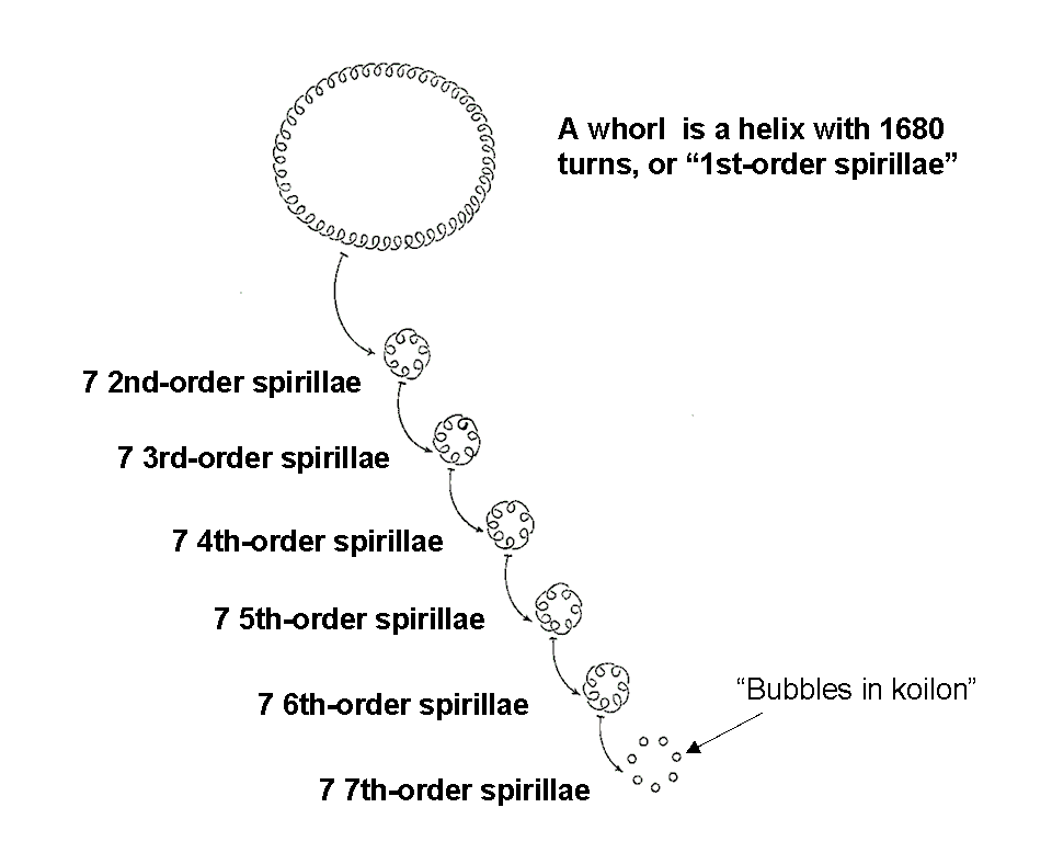 7-fold nature of spirillae