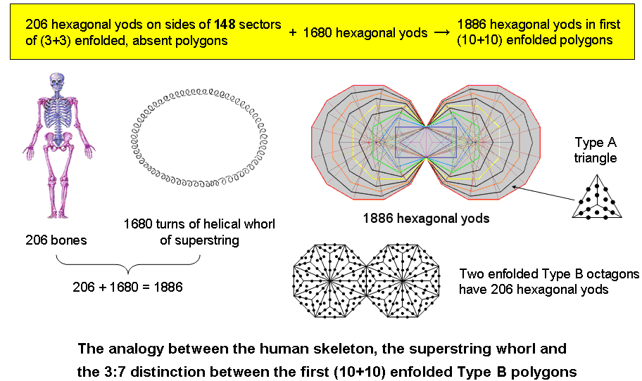 Analogy between the human skeleton, whorl & the first (10+10) enfolded polygons