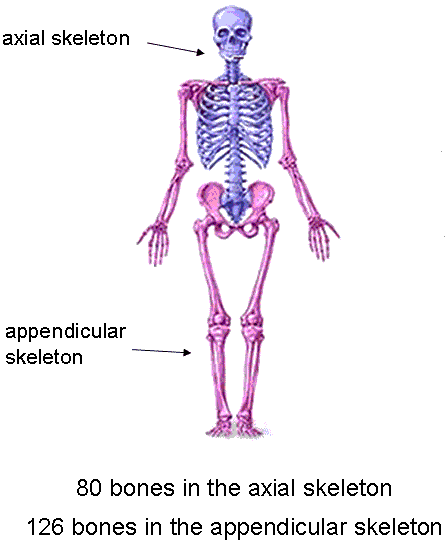 206 bones in the adult human skeleton