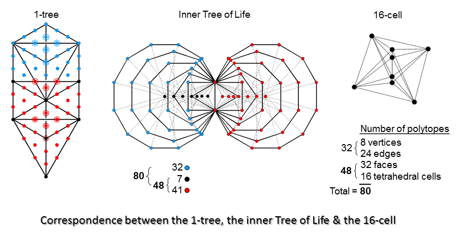 Correspondence between the 1-tree, inner Tree and 16-cell
