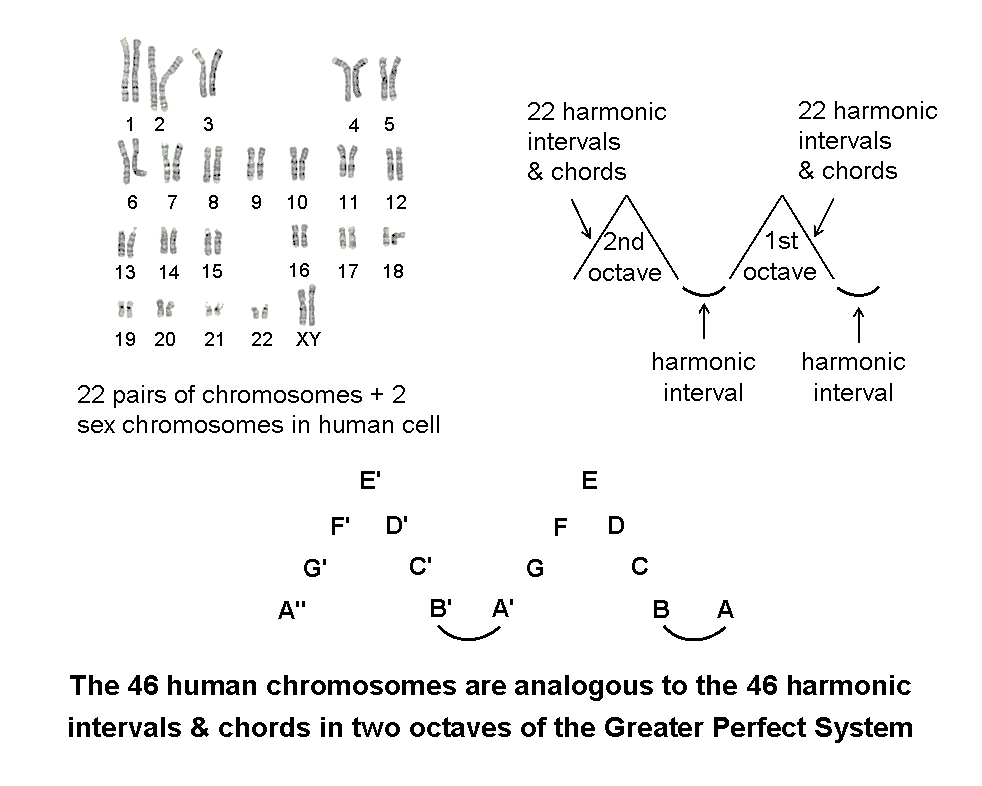 Correspondence between 46 chromosomes & 46 harmonic intervals & chords