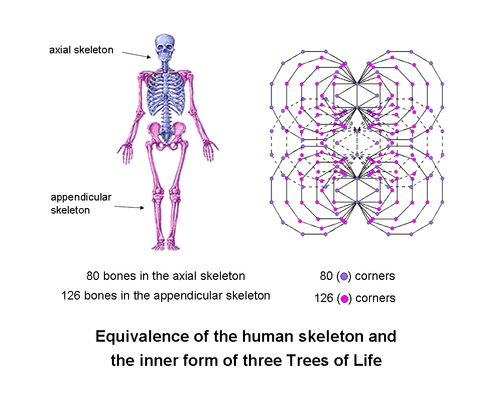 Tree of Life basis of the human skeleton