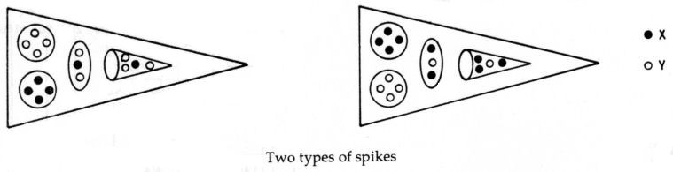 Two types of spikes