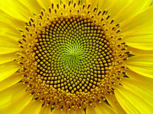21-34 spirals in sunflower